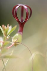 Ceropegia jainii