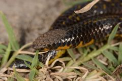 Uropeltidae