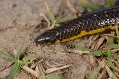 Uropeltidae