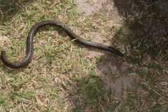 Uropeltidae