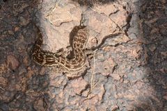 Hemidactylus sataraensis