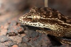 Hemidactylus sataraensis