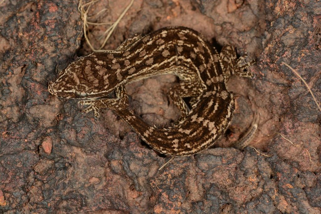 Satara Gecko