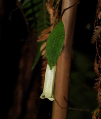 Fieldia australis