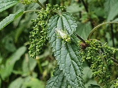 Rhogogaster punctulata