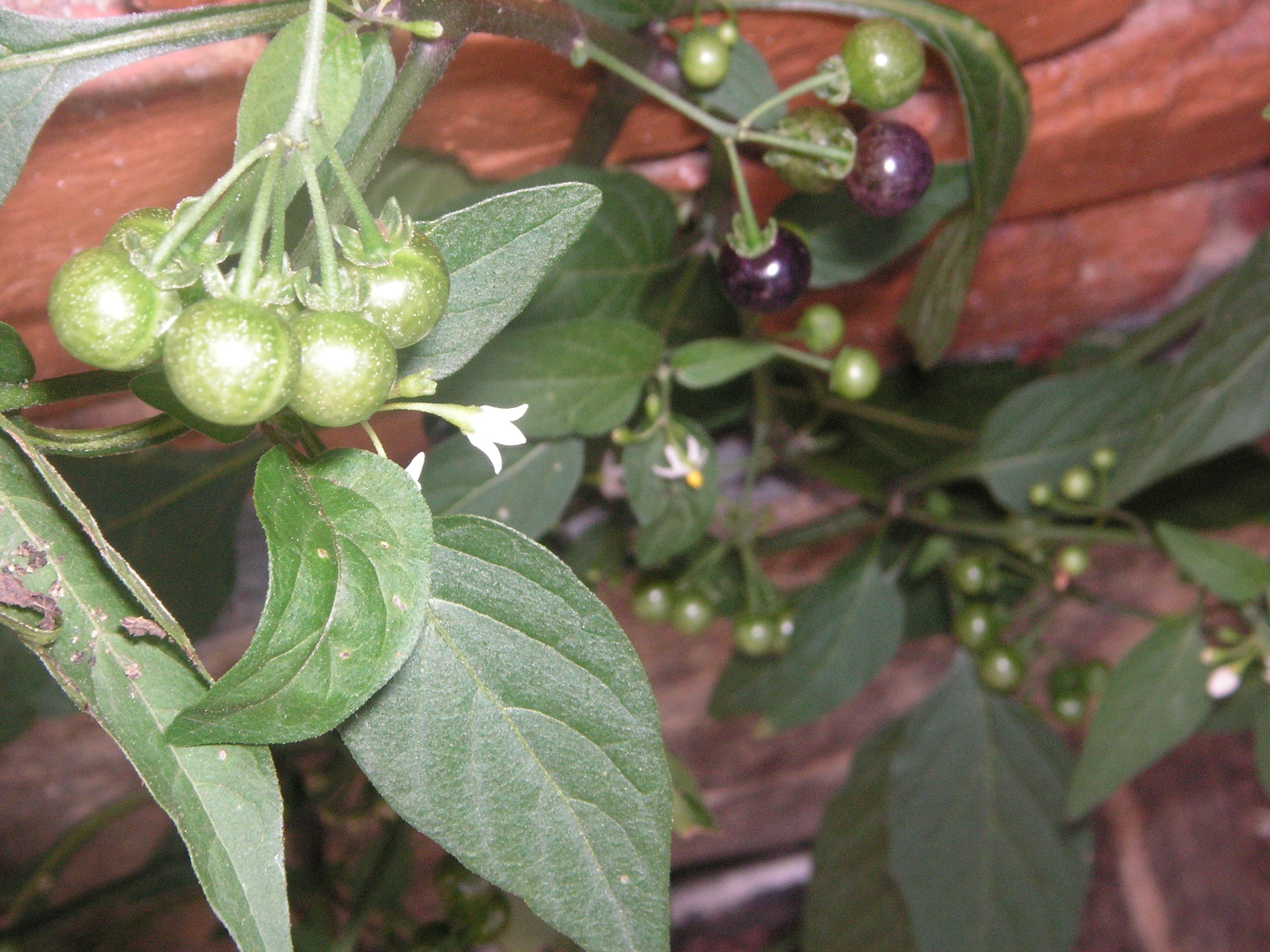 Solanum americanum