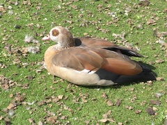 Alopochen aegyptiaca