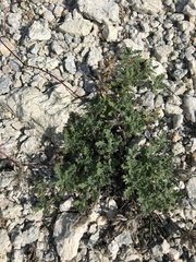 Dracocephalum pinnatum