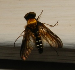 Chrysopilus thoracicus