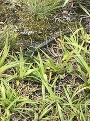 Stenocercus trachycephalus