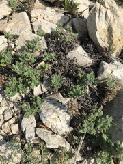 Dracocephalum pinnatum