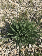 Oxytropis microphylla