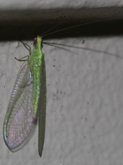 Chrysoperla pudica-group