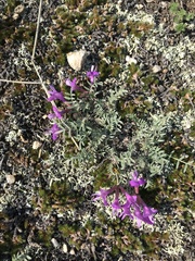 Astragalus angarensis
