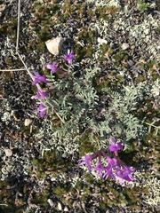 Astragalus angarensis