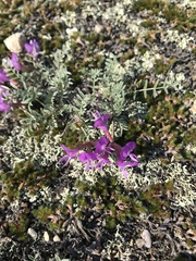 Astragalus angarensis