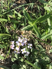Dontostemon integrifolius