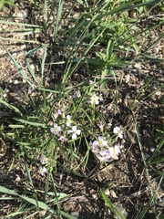 Dontostemon integrifolius