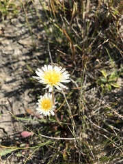 Taraxacum leucanthum