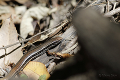 Ctenotus labillardieri