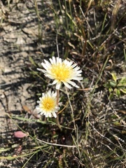 Taraxacum leucanthum