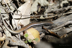 Ctenotus labillardieri