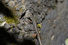 Ctenotus labillardieri