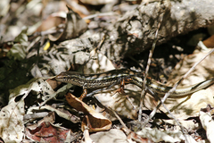 Ctenotus labillardieri