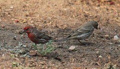 Haemorhous mexicanus