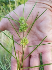 Asclepias stenophylla