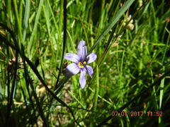 Sisyrinchium montanum