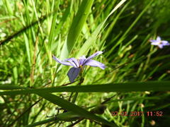 Sisyrinchium montanum