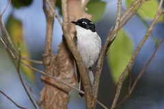 Melithreptus chloropsis
