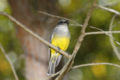 Eopsaltria griseogularis