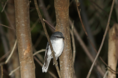 Eopsaltria georgiana