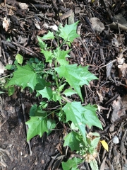 Chenopodiastrum hybridum