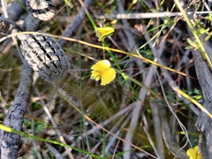 Gompholobium grandiflorum