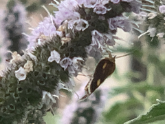 Pyrausta aurata