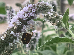 Pyrausta aurata