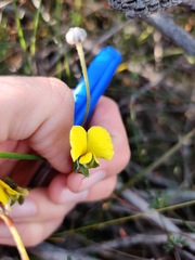 Gompholobium grandiflorum