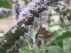 Pyrausta aurata