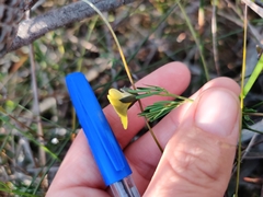Gompholobium grandiflorum