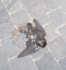 Columba livia domestica