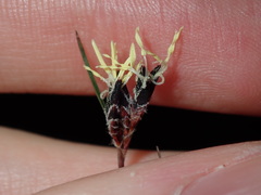 Schoenus ericetorum