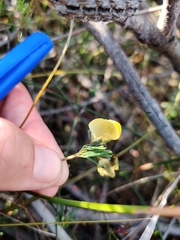 Gompholobium grandiflorum