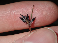 Schoenus ericetorum