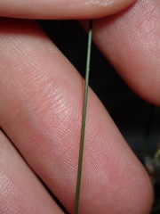 Schoenus ericetorum
