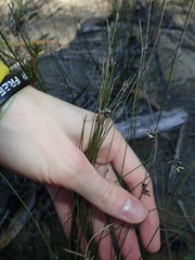 Schoenus ericetorum