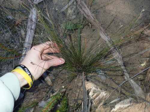 Image of Schoenus ericetorum by (c) Thomas Mesaglio, some rights reserved (CC BY)
