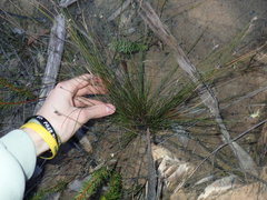 Schoenus ericetorum